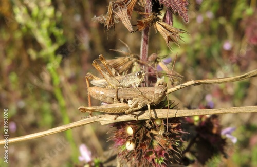 Принти на полотні Mating european grasshoppers in the meadow, closeup