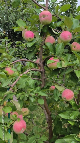 red apples on a branch
