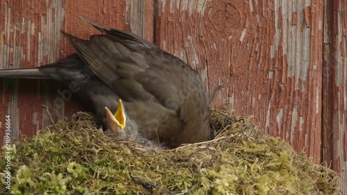 A female blackbird stands in the nest, repeatedly pecking inside while a recently hatched chick keeps its beak open near the front edge. Natural daylight.