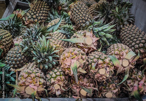 The pineapple (Ananas comosus) is a tropical plant with an edible fruit; it is the most economically significant plant in the family Bromeliaceae, native to South America. 