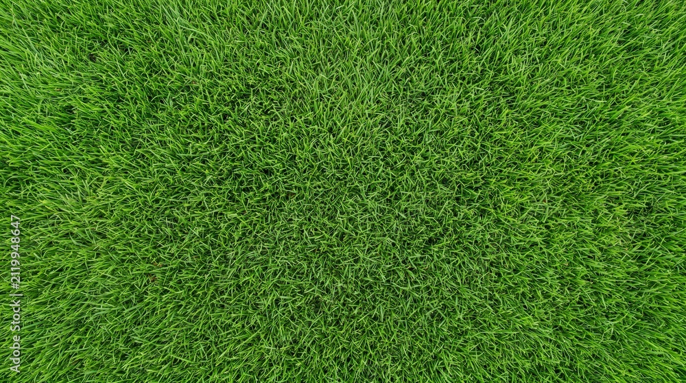 Fototapeta premium Vibrant green grass lawn texture viewed from top down perspective creating natural organic pattern.