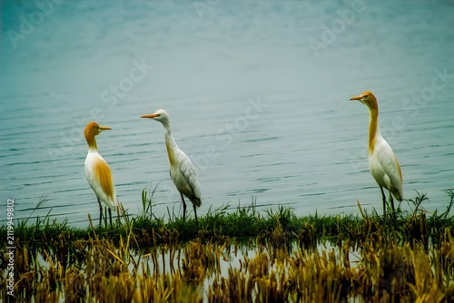 фотографія Three white egret birds standing in a green wetland marsh at sunset