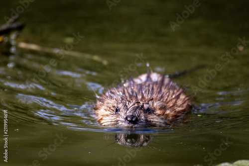 Quadro su tela Close-up of an adult muskrat (Ondatra zibethicus) swimming right toward the camera lens in a river on a sunny summer day