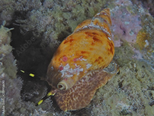 Atlantic triton (Charonia variegata), Los Cancajos dive site, La Palma, Canary Islands, Spain, Atlantic Ocean