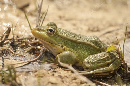 Green frog, pelophylax spec., rana spec., water frog, amphibians, amphibians, frog, frog, frogs, amphibians