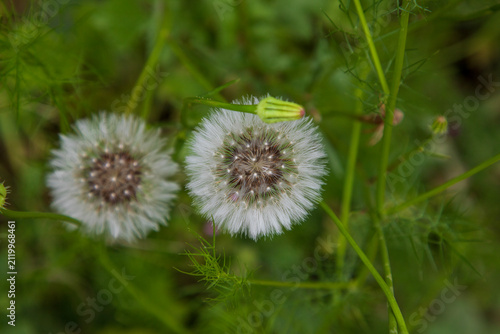Canvastavla Close-up of mature goat's beard (Tragopogon) seed heads with delicate white parachute-like seeds growing in a lush green meadow