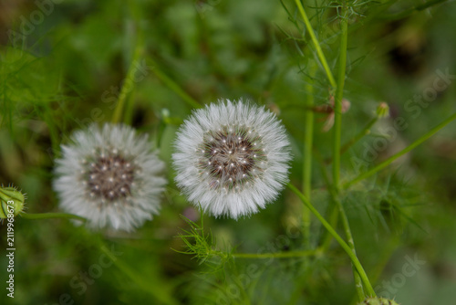 Foto Close-up of mature goat's beard (Tragopogon) seed heads with delicate white parachute-like seeds growing in a lush green meadow