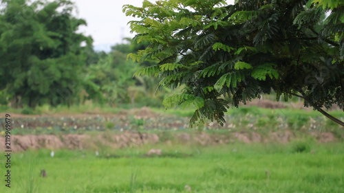 Fotografie The image depicts a lush, green outdoor scene with a large tree in the foregroun