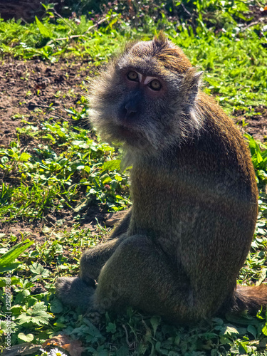 Crab-eating macaque sitting on green grass