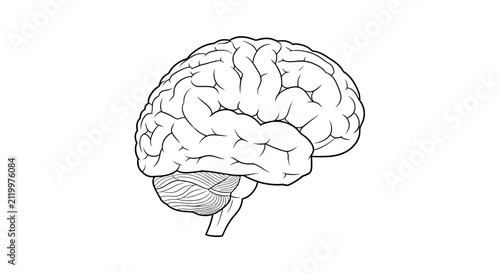 Detailed medical illustration of a human brain side view showing internal structures and folds isolated on transparent background