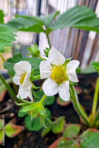 Blooming Strawberry Flowers in Spring Garden - Nature's Delicate Beauty for Botanical Designs