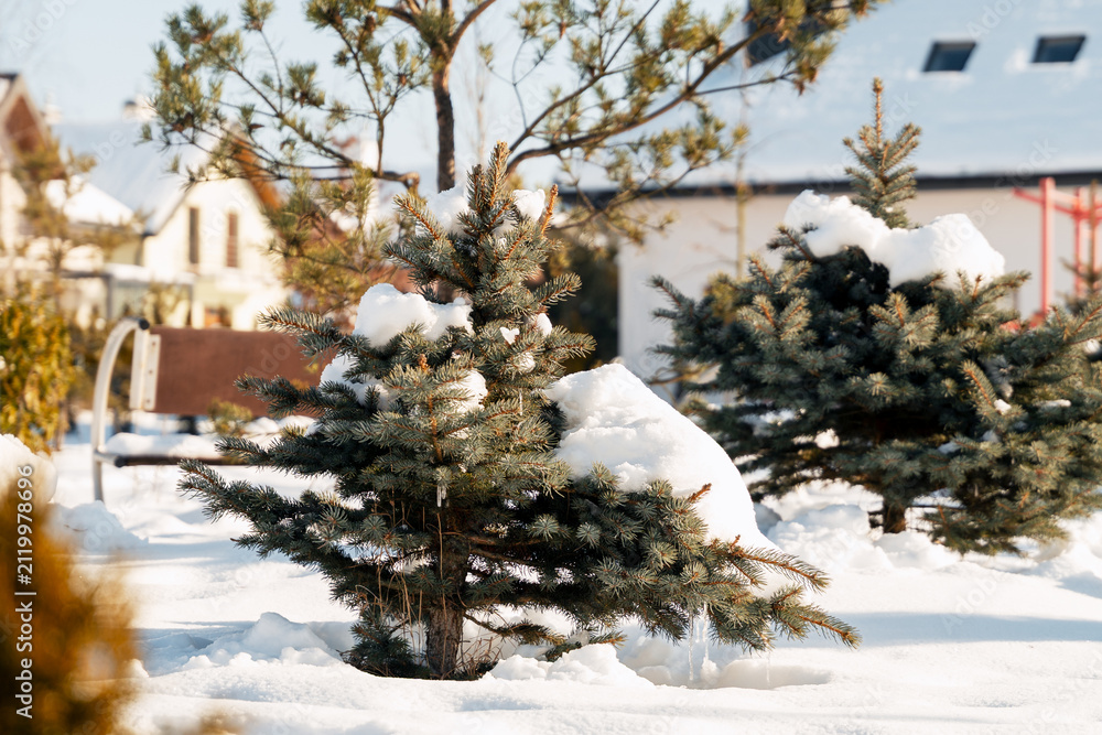 Obraz premium Evergreen trees covered in fresh snow during winter