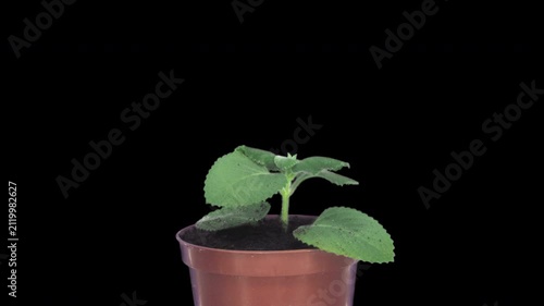 Timelapse of a lemon balm (Melissa officinalis) plant growing in a flower pot on a black background. Fresh green medicinal herb, ideal for nature, gardening, botany, and plant growth concepts.