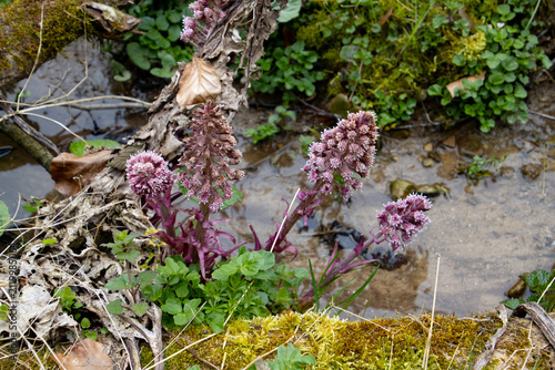 Purple blossom of the common butterbur, also called Petasites hybridus or Gewoehnliche Pestwurz