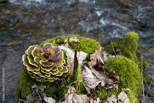 Moss Covered Log With Butterfly Tramete and Fallen Leaves Beside A Forest Stream, also called Trametes versicolor