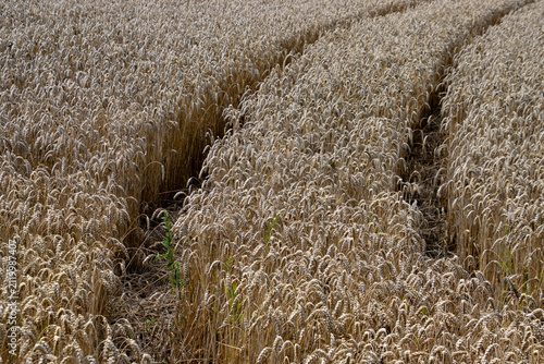 Golden Wheat Field With Tractor Tracks and Ripe Grain Ready for Harvest in Rural Countryside