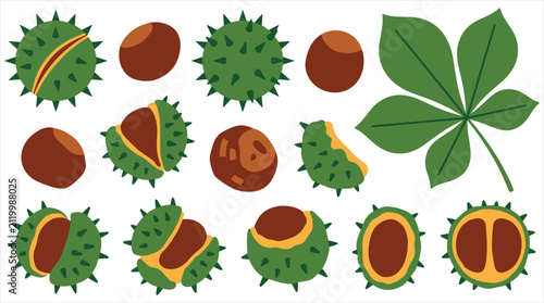 Cuadro en lienzo Vector collection of horse chestnuts with green spiky shells leaves and conkers