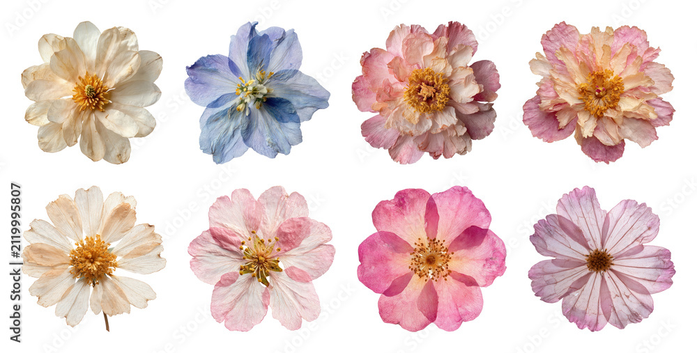 Fototapeta premium PNG Collection of vibrant dried flowers in various colors, transparent background