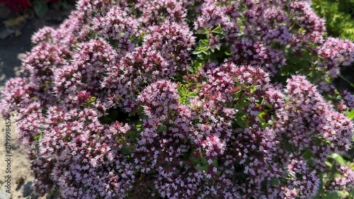 Blooming Oregano Herb Flowers in Garden