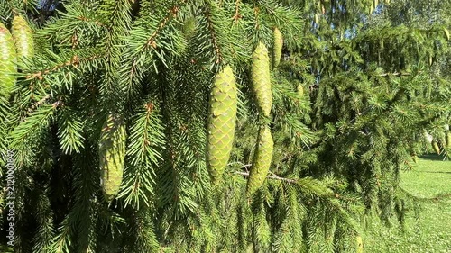 Spruce Tree Branch with Green Cones in Forest