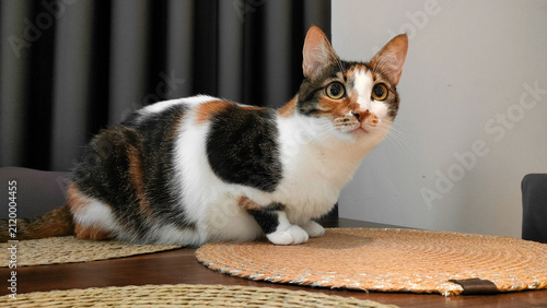 calico cat sitting on a wooden table with textured placemats in a calm indoor setting with curtains and furniture, side view, brown and white fur, home decor, pet photography.