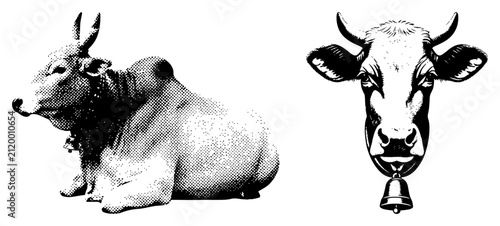 Sacred zebu cow and cattle head with bell in vintage halftone style