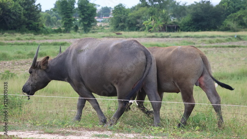 Foto The image depicts two large, dark colored animals walking side by side in an open grassy field