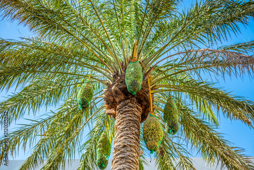 Date Palm Tree Bearing Bunches of Ripening Dates Covered in Protection Nets
