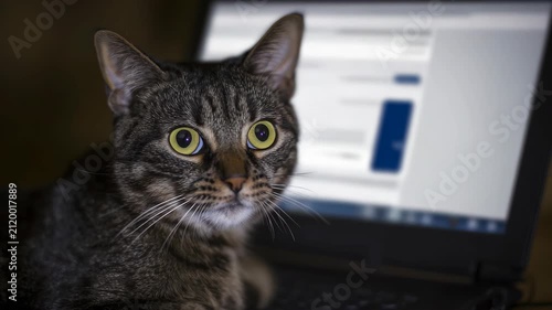 Tabby cat looking at a laptop screen with wide eyes in a dark room, funny pet behavior concept for social media or technology related projects