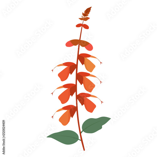 Foto Salvia Flower, 2D flat vector illustration in icon style, isolated on a white ba