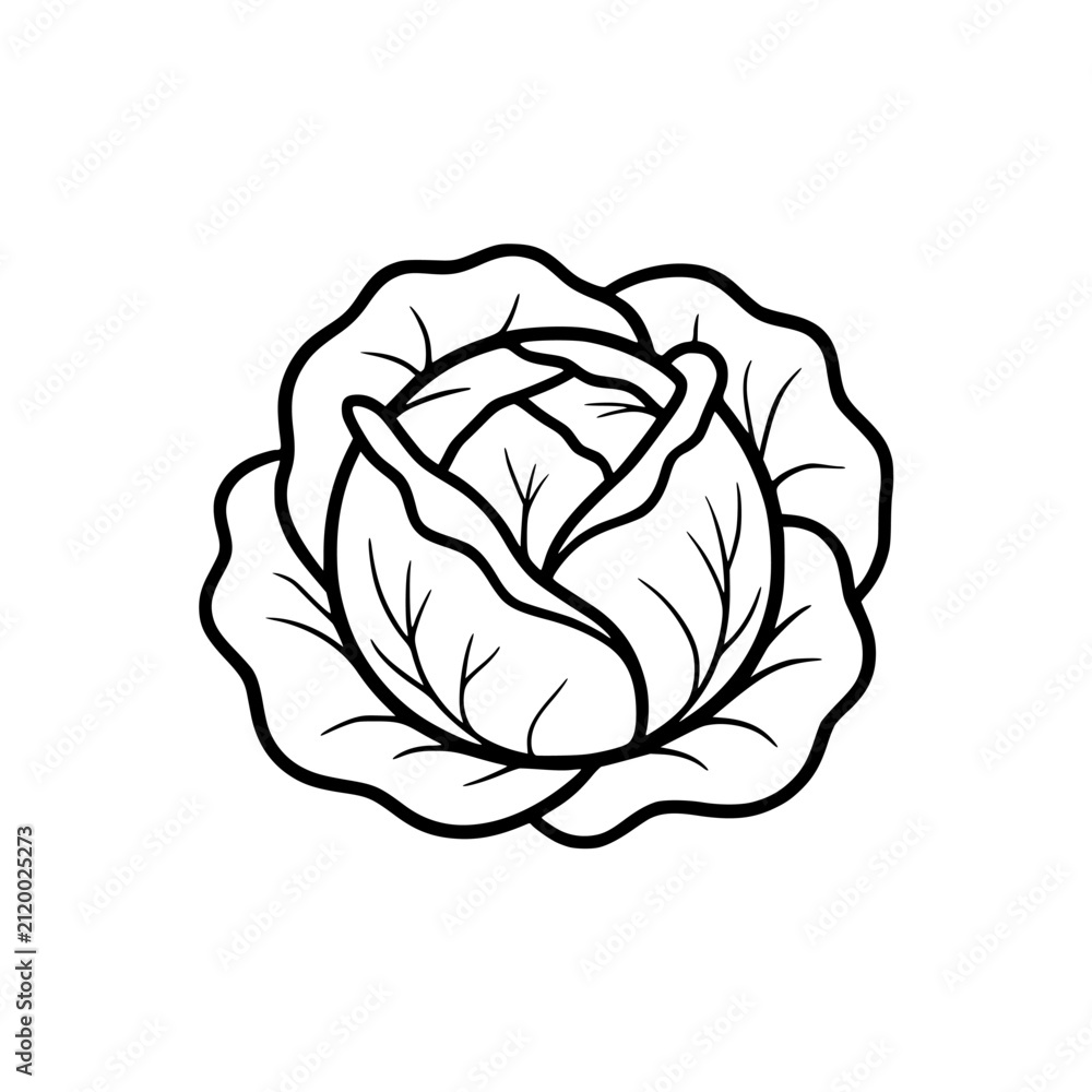 Obraz premium Simple line drawing of a fresh cabbage head.