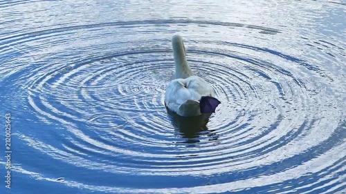 A graceful white swan is swimming straight ahead on the water's surface, looking beautiful.