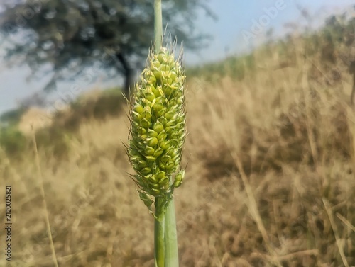 field of wheat