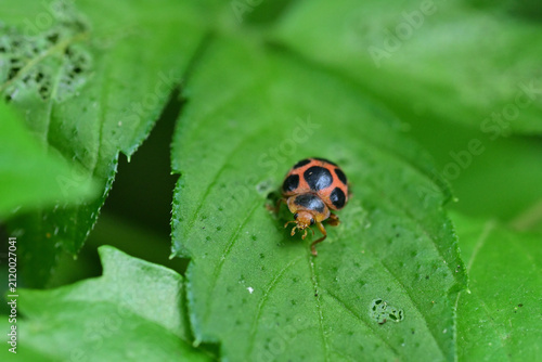 Bild auf Leinwand Macro shot of a herbivorous ladybug resting on a green leaf with feeding damage