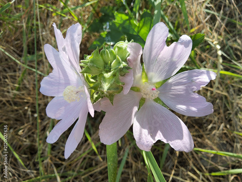 Pink flowers of Thuringian mallow (Lavatera thuringiaca or Althaea officinalis) blooming among green grass in a sunny field.
