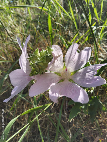 Pink flowers of Thuringian mallow (Lavatera thuringiaca or Althaea officinalis) blooming among green grass in a sunny field.