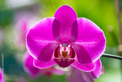 Obraz na plátne Floral nature