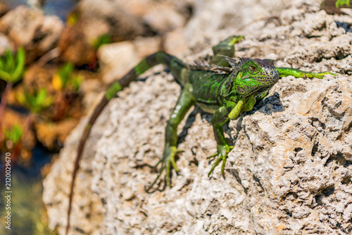 Картината върху платно American iguana herbivorous lizard