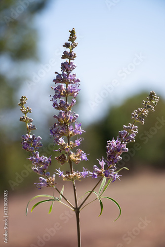 Chaste tree Vitex agnus-castus blooming with purple flowers on a soft natural background.