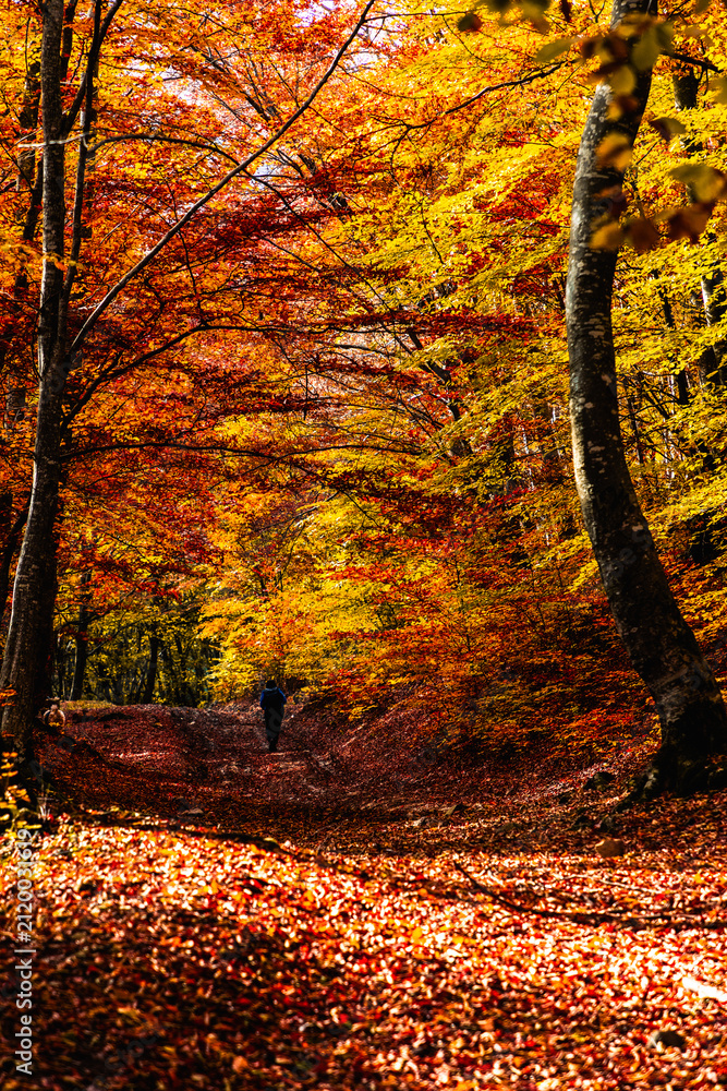 Obraz premium amazing autumn landscape with colorful trees