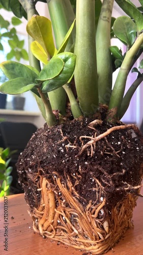 root system of zamioculcas plant showing healthy underground roots and tubers concept of indoor gardening plant care botany propagation and horticulture