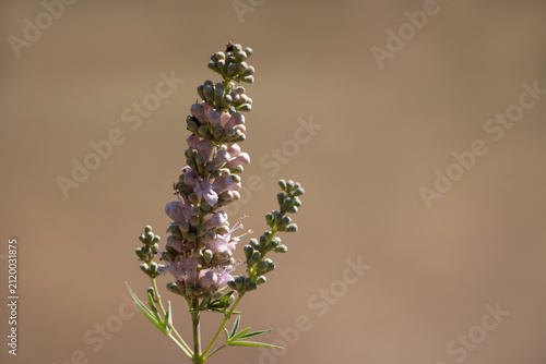  Chaste tree Vitex agnus-castus in bloom with lilac flowers and green seeds