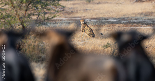 blue wildebeest watching a cheetah