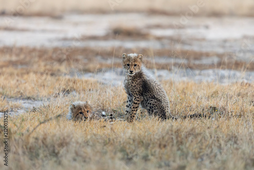 Canvas Print Cheetah cubs looking like a honey badger