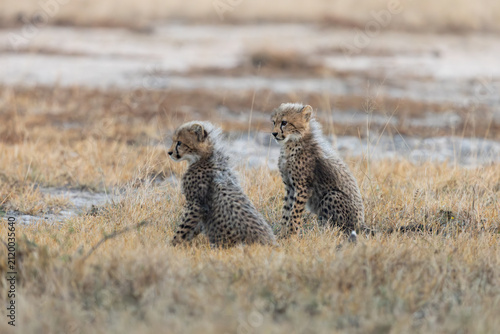 Cheetah cubs looking like a honey badger