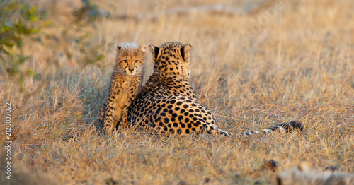 A cheetah mother and her cub in golden light