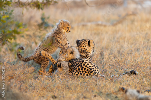 A female cheetah playing with her cub in golden light