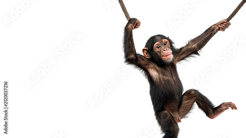 Photography Chimpanzee monkey jumping funny wild animal isolated on transparent background f