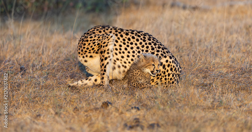 A female cheetah playing with her cub in golden light