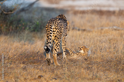 A female cheetah playing with her cub in golden light